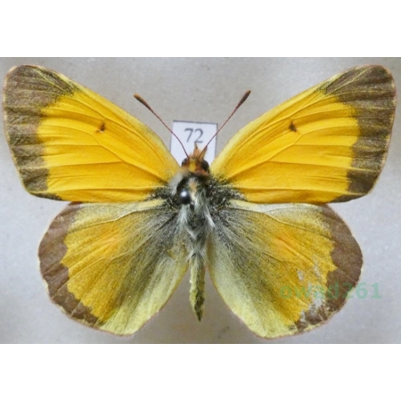 Colias croceus (Geoffroy, 1785) male Szlaczkoń sylwetnik Czech72
